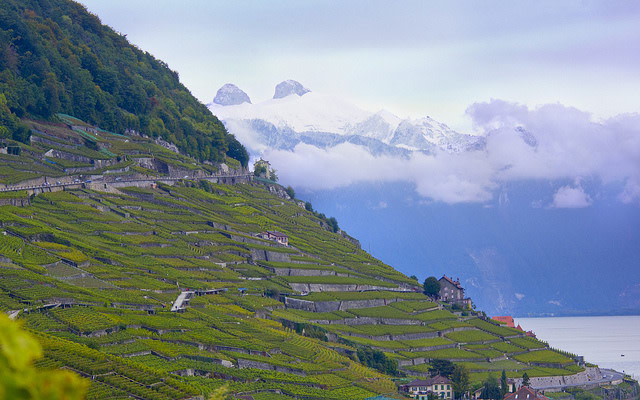 Lavaux, Vineyard Terraces