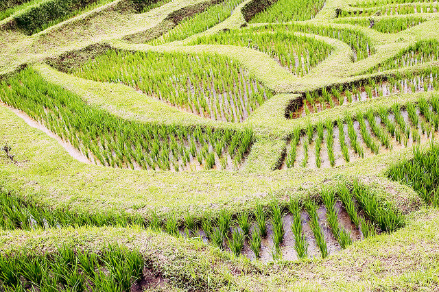 Jatiluwih Rice Fields Bali