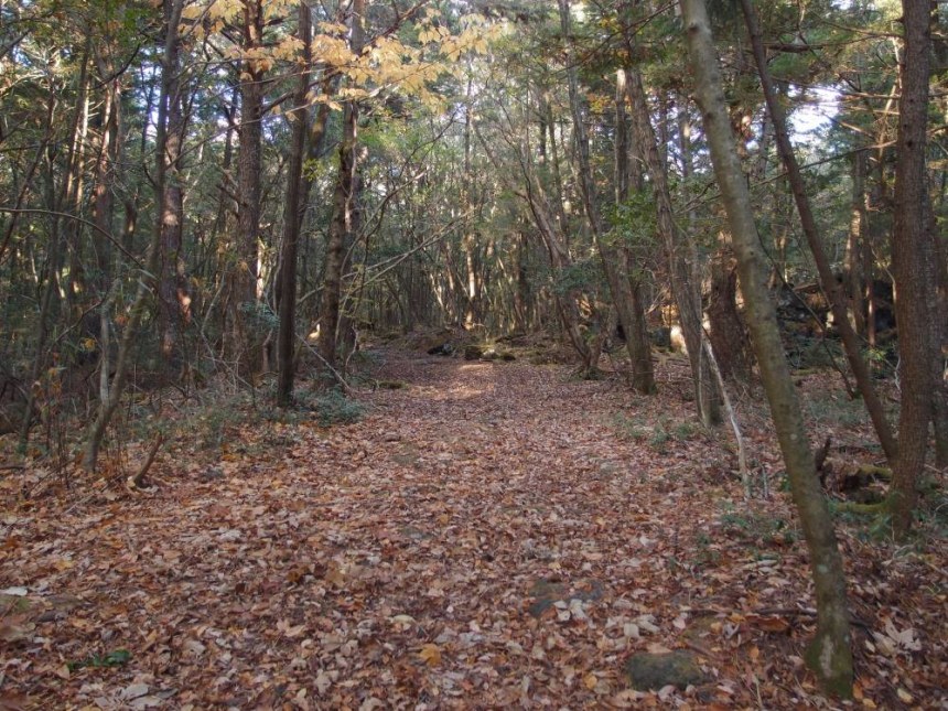 Aokigahara Forest, Japan