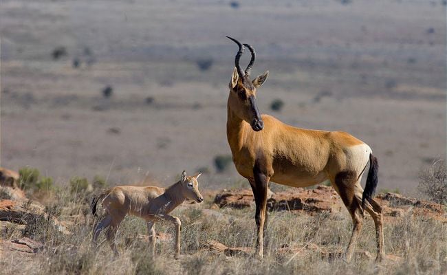 Red hartebeest female with young calf
