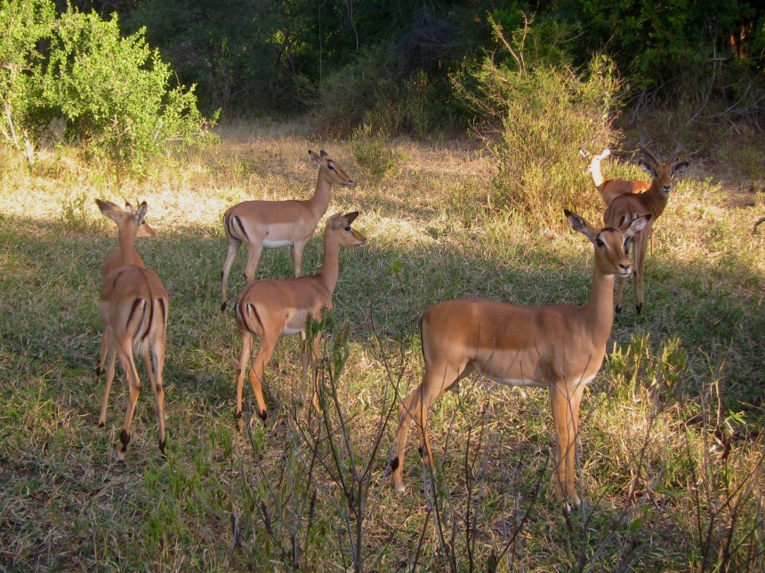 Majete Wildlife Reserve