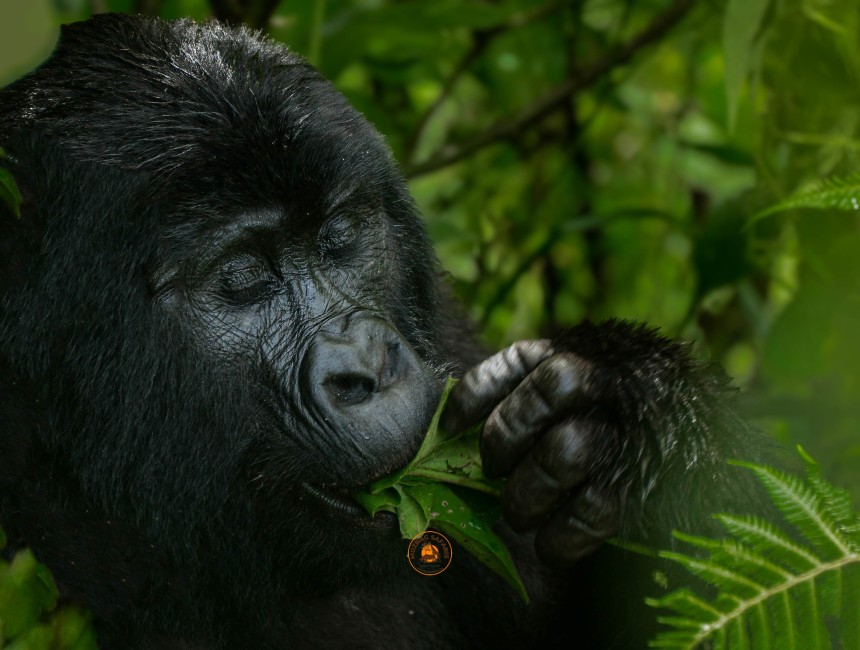 Gorilla in Bwindi Impenetrable forest.