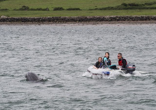 Dingle Dolphin spotting