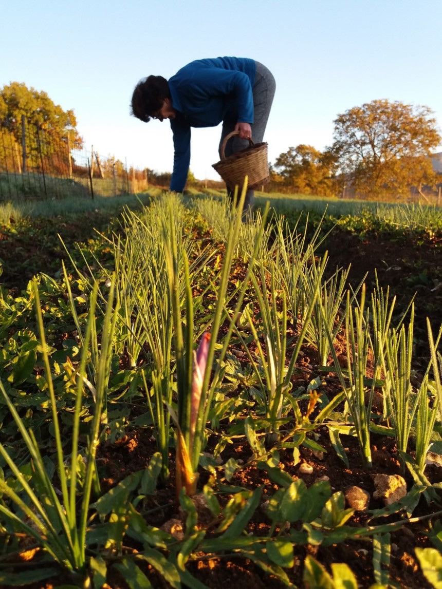 Saffron harvest