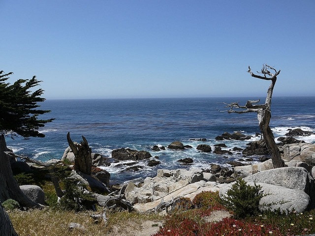 Ghost Tree, Pebble Beach, California