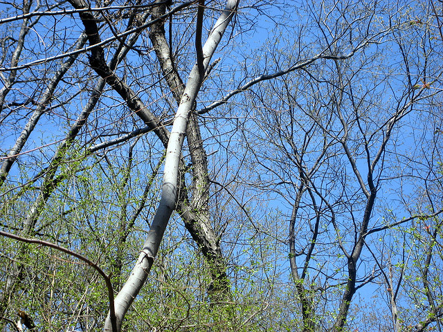 The-Ramble-Central-Park