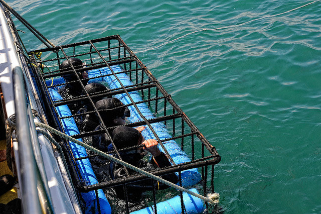 Cage Diving