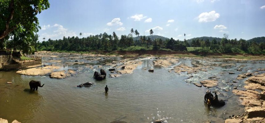 Bathtime for elephants at Pinnawala