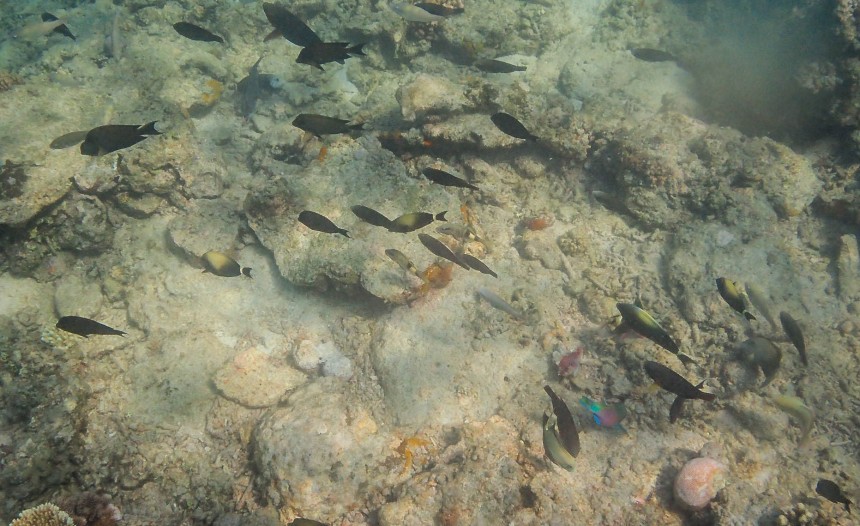 Underwater in Gili Air