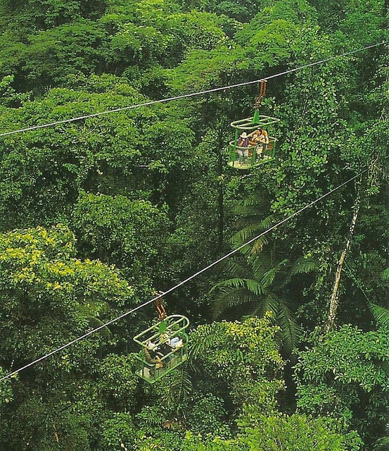 Aerial Tram through a Rain Forest