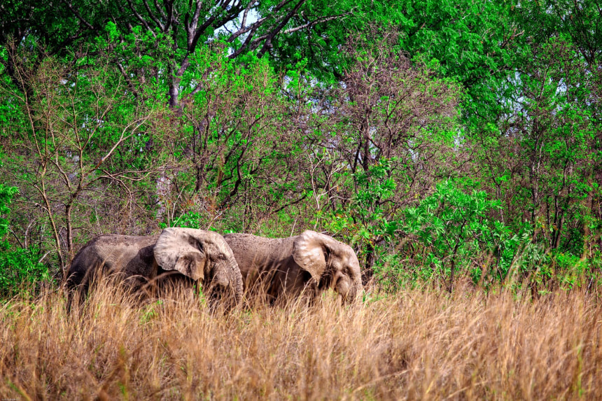 Elephants in Mole National Park