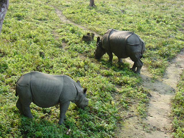 Rhinos in wild Chitwan Nepal