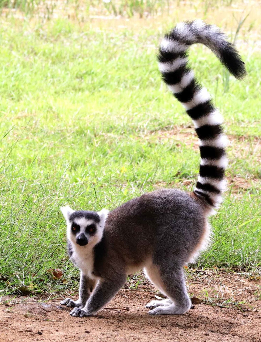 Lemur Catta. Native Madagascar