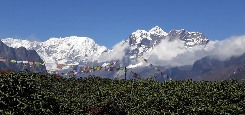 Makalu mountain and Rhododendron forest