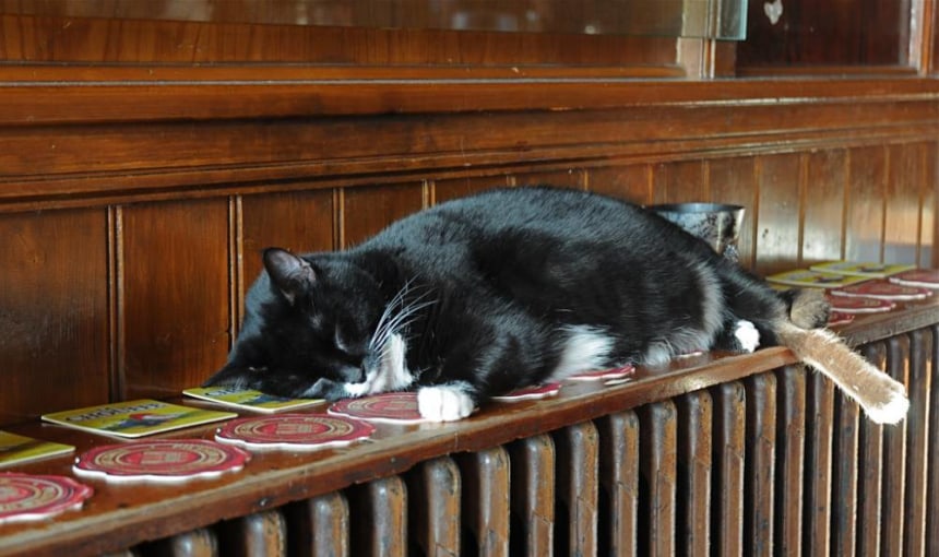 De kat van cafe Hesp, Amsterdam