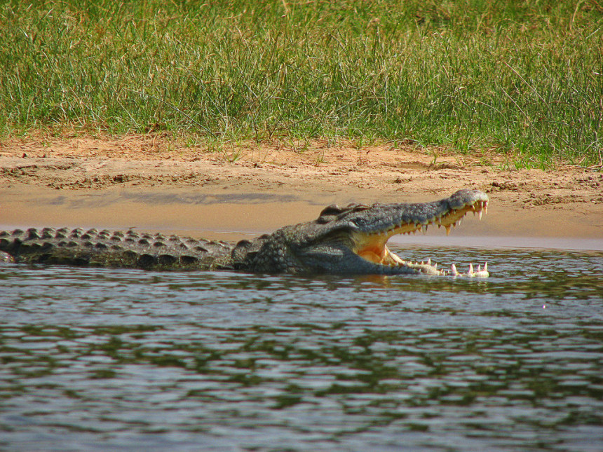 Nile crocodile