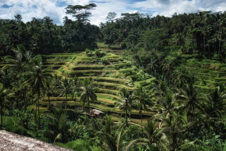 Rice terraces in Ubud