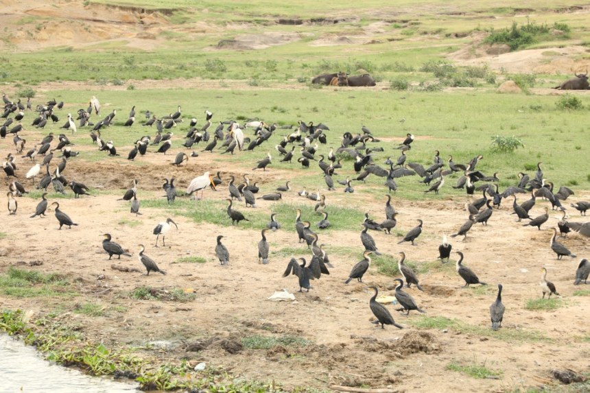 Kazinga Channel is home to hundreds of bird species- a paradise for bird lovers