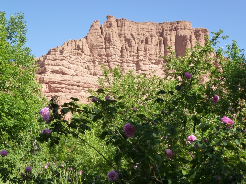 Roses valey in Kelaat Megouna