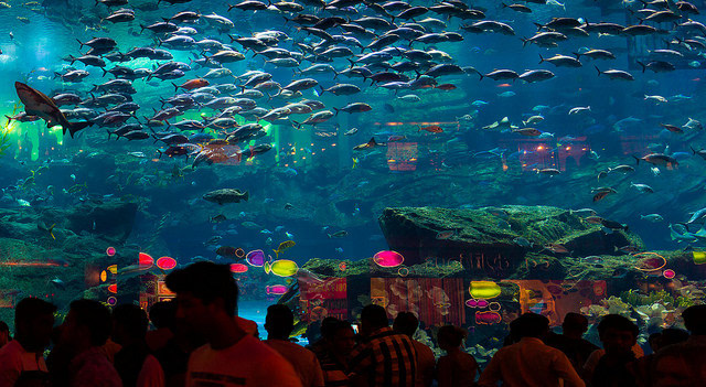 Dubai Mall's Aquarium