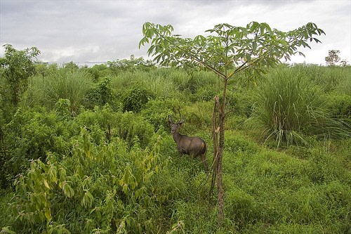 Deer at Chitwan