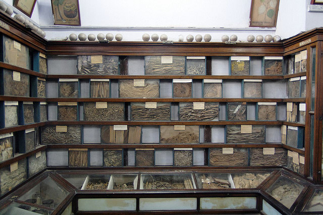 Indian Museum in Kolkata