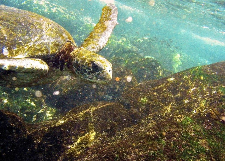 Green Sea Turtle at Galapagos Island
