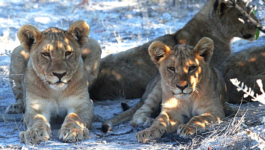 Lions in Etosha National Park