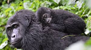 gorilla trekking with world blossom safaris