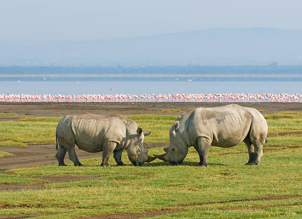 Two Rhinos