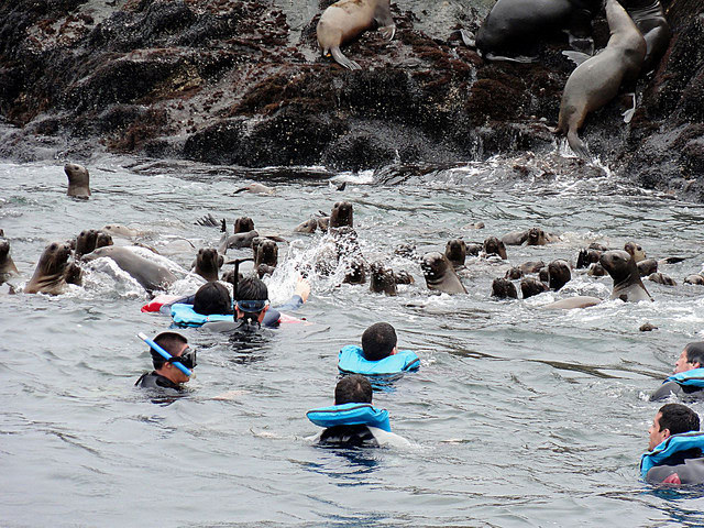 With Sea Lions in Palominos Islands