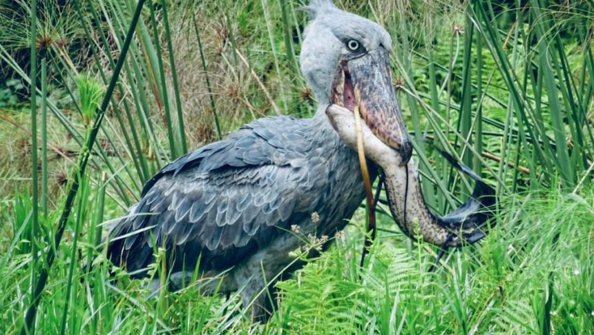 Shoebill Stork