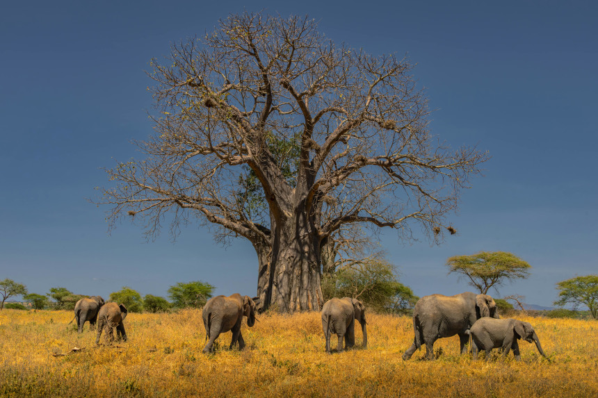 Tarangire Baobab Tree