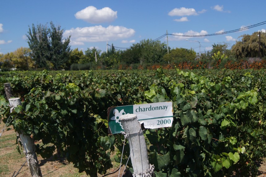 vineyards in Mendoza