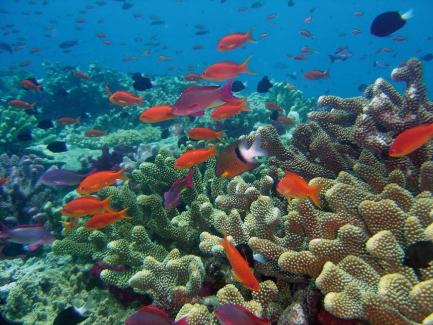 Rainbow Reef, Fiji
