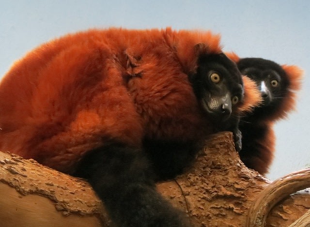 Red Ruffed Lemur