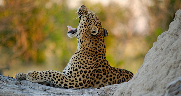 world blossom safaris experience