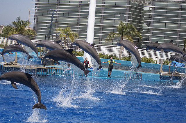 Delfinario Oceanographic Valencia