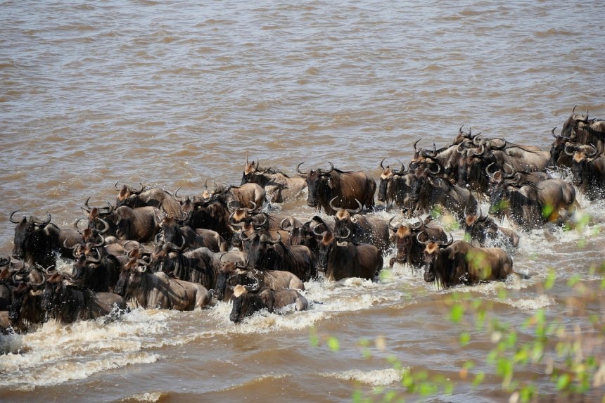 Serengeti Migration