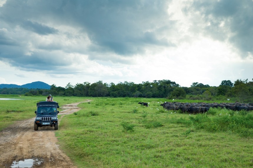 Safari in Minneriya National Park