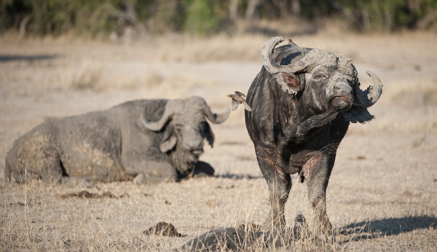 A humorous colour image of two Cape buffalo bulls, Syncerus caffer, one muddied and resting in the background, the other shaking his muddied face, at Sabi Sands Game Reserve, South Africa.