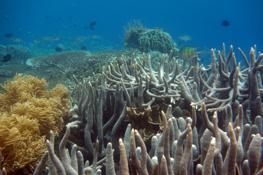 The underwater world of Bunaken