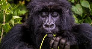 Gorilla, Rwanda