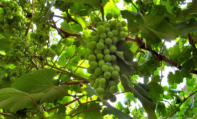 Argentina Grapes Winery