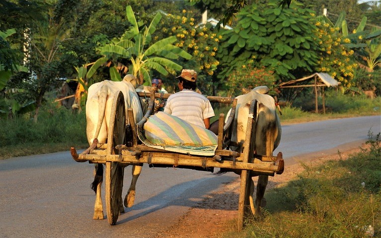 An Ox cart in Battambang