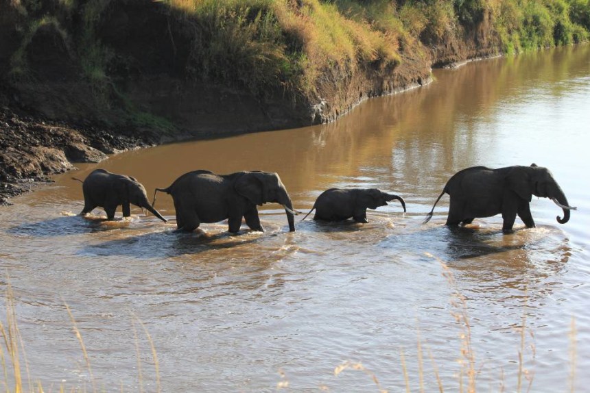 Masai Mara National Park, Kenya