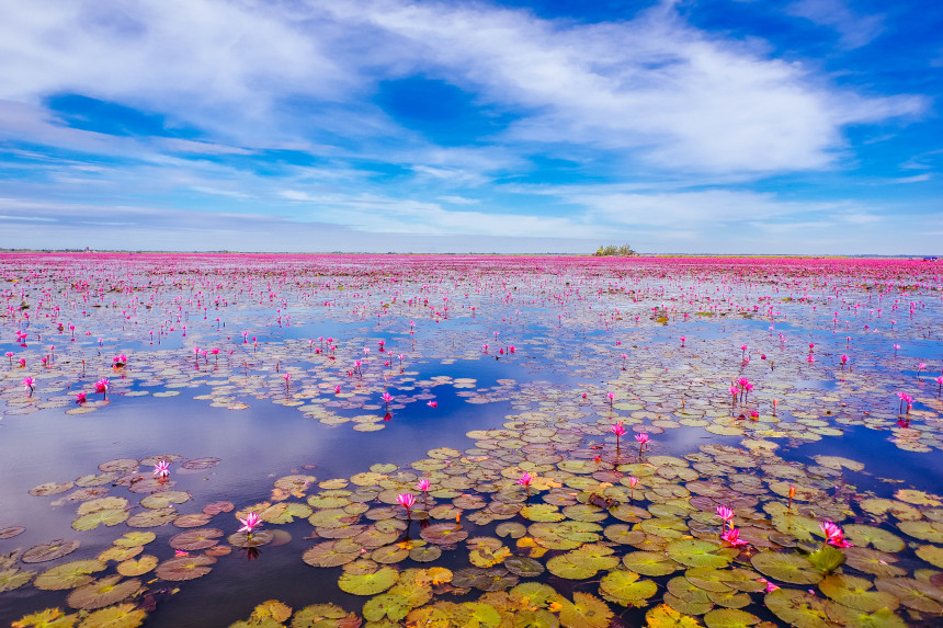 Lotus Lake