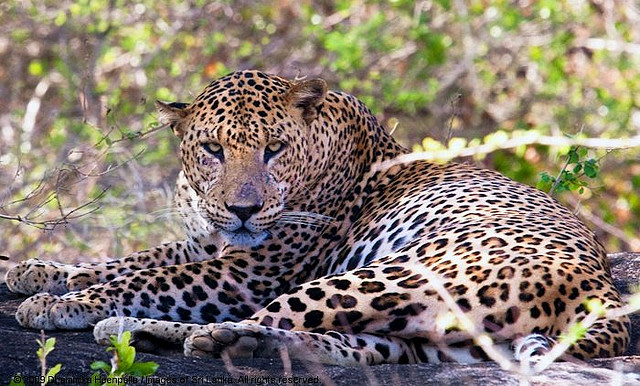 Yala National Park