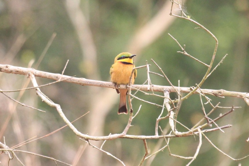 Little bee-eater at Kissama National Park