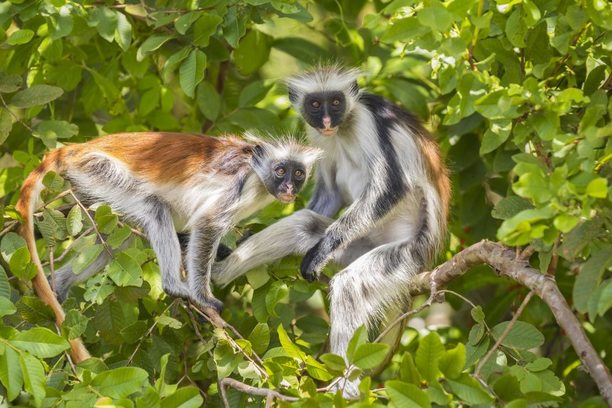 Colobus monkeys